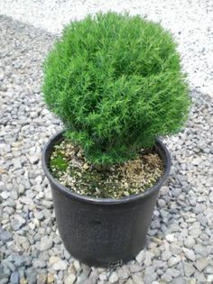 Thuja occidentalis Little Teddy