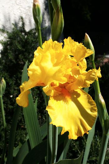 Iris germanica Yellow