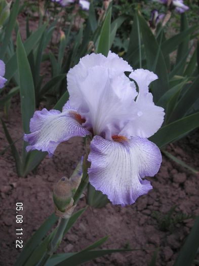 Iris germanica Acoma