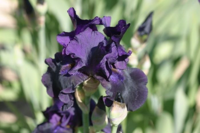 Iris germanica Black Tafeta - Irises
