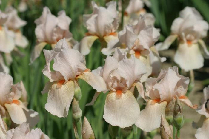 Iris germanica Edward Of Windsor - Irises