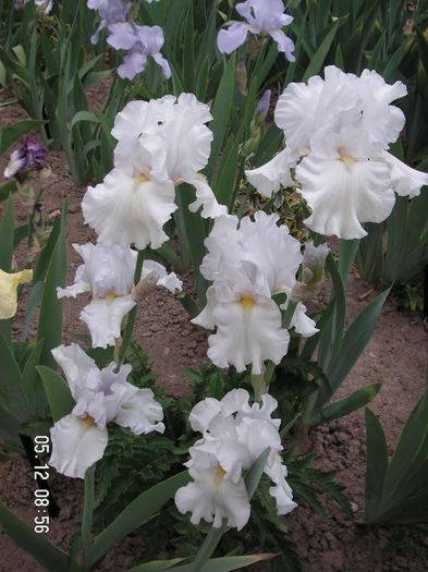 Iris germanica Garden Bride - Irises