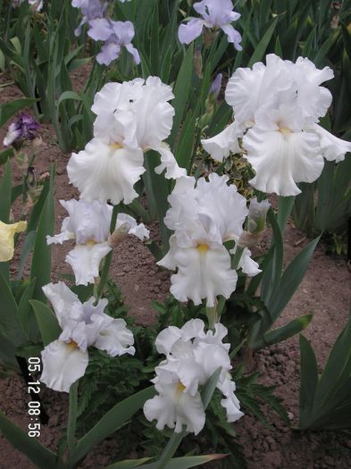 Iris germanica Garden Bride