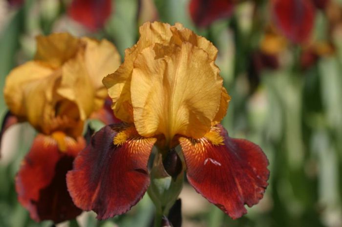 Iris germanica Guy Luron - Irises