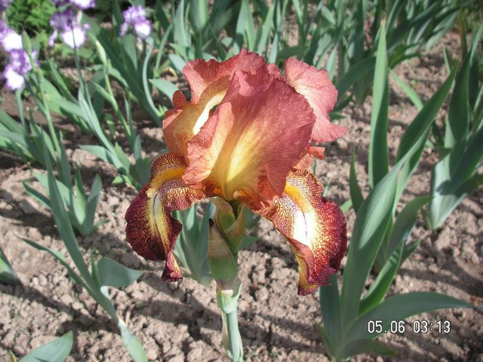 Iris germanica Maro cu galben - Irises