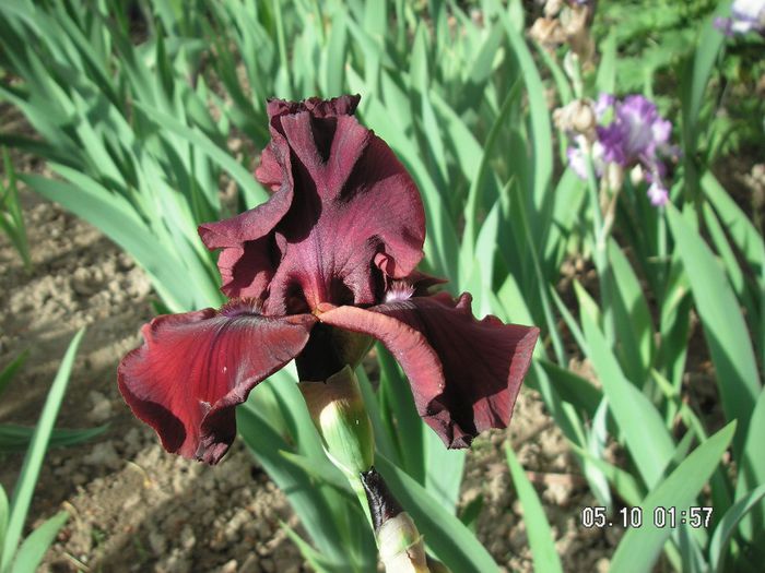 Iris germanica Merlot