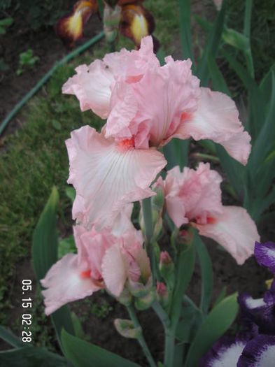 Iris germanica pink - Irises