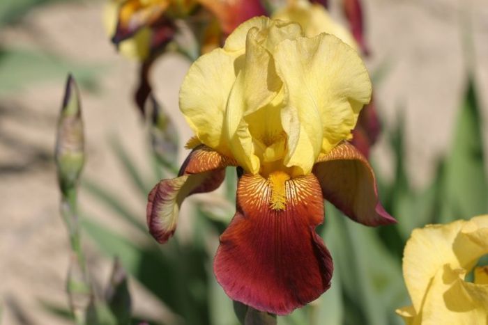 Iris germanica Rabelais - Irises