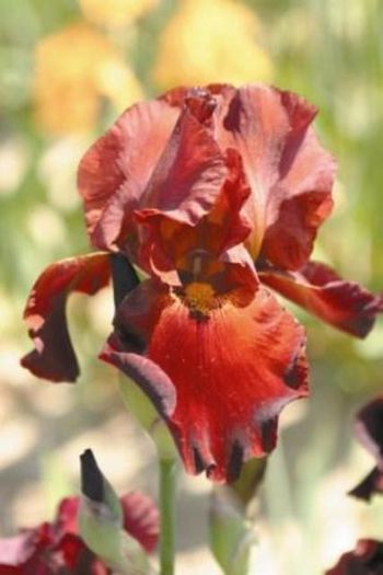 Iris germanica Sultans Palas - Irises