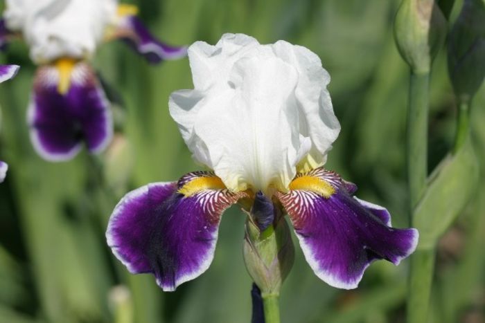 Iris germanica Wabash - Irises
