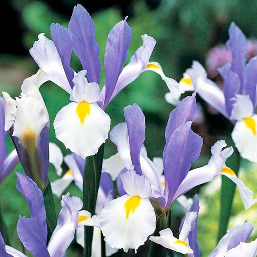 Iris holandica Silver Beauty - Irises