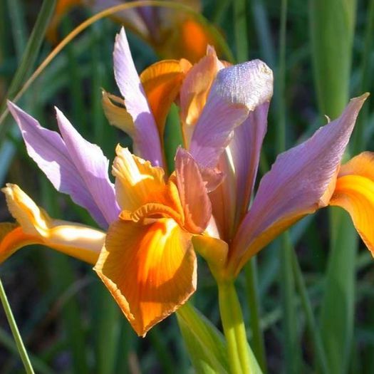 Iris holandica Bronze Queen - Irises