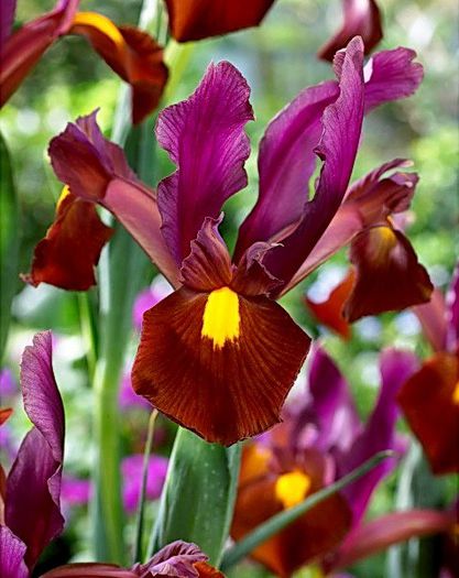 Iris holandica Red Amber - Irises