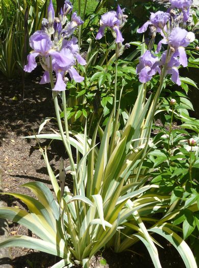 Iris pallida Variegata - Irises