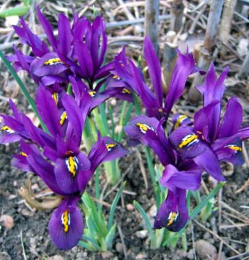 Iris reticulata Zwanenburg - Irises