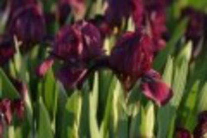 Iris pumila Cherry Garden - Irises