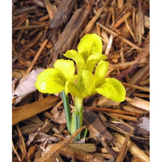 Iris pumila Danfordiae - Irises