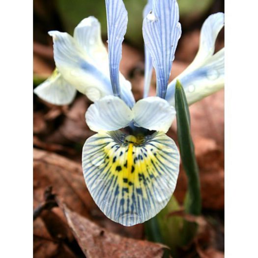 Iris pumila Katharine Hodgkin - Irises