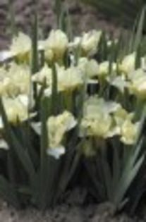 Iris pumila Lemon Puff - Irises