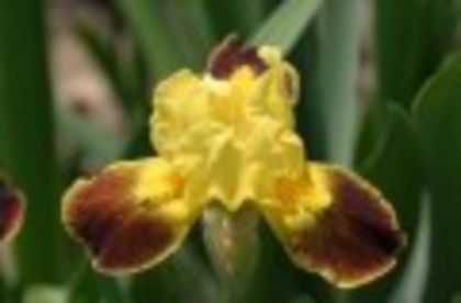 Iris pumila Water Colour - Irises