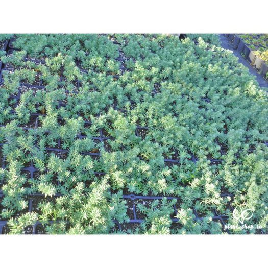Sedum rupestre Blue Spruce - Rock garden plants