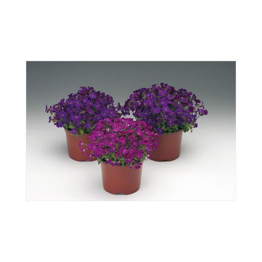 Aubrieta x hybrida Audrey F1 Red-Purple mix - Rock garden plants