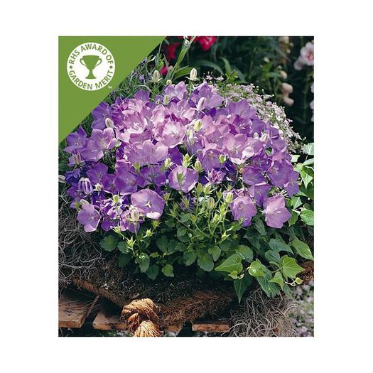 Campanula carpatica Clips Blue 1 - Rock garden plants