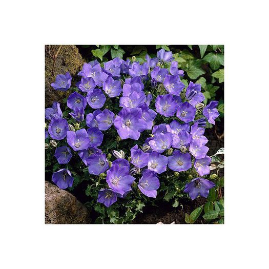 Campanula carpatica Clips Blue 2