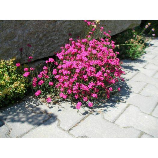 Dianthus deltoides Rose 1 - Rock garden plants