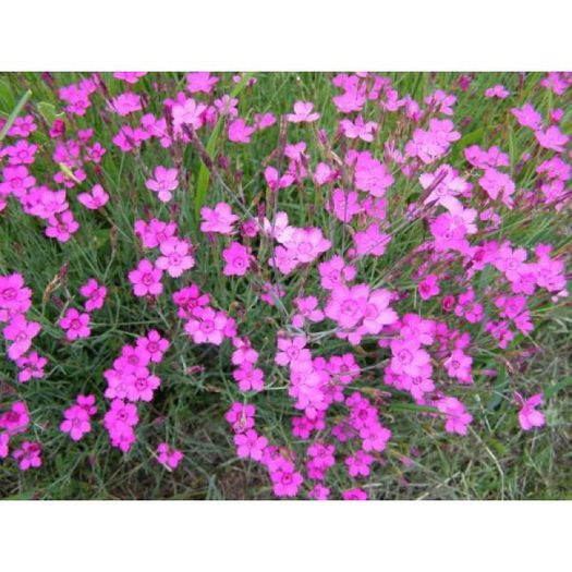 Dianthus deltoides Rose 2 - Rock garden plants