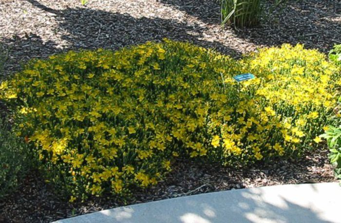 Hypericum calycinum - Rock garden plants