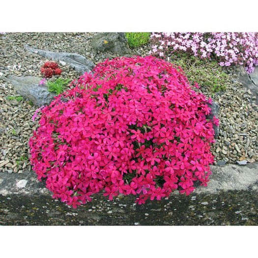 Phlox douglasii Admiral red - Rock garden plants