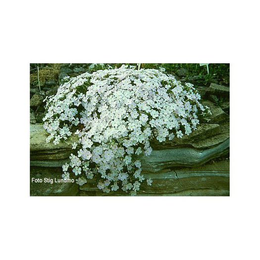 Phlox douglasii Admiral White - Rock garden plants