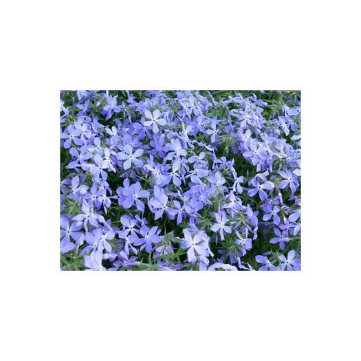 Phlox subulata Early Spring Blue - Rock garden plants