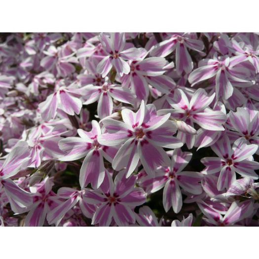 Phlox subulata Kimono Pink-White - Rock garden plants