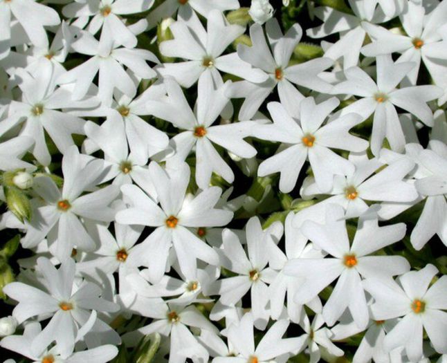 Phlox subulata Snowflake - Rock garden plants