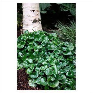 Asarum europaeum - Perenials