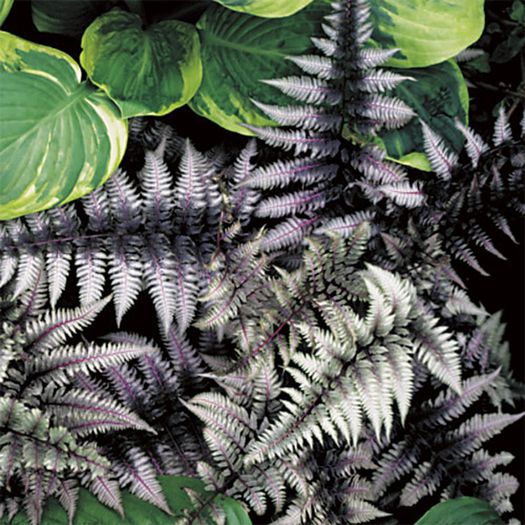 Athyrium niponicum