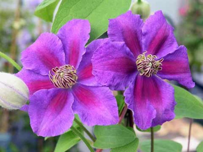 Clematis ashva