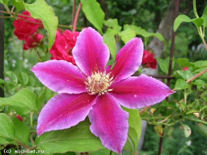 Clematis barbara dibley