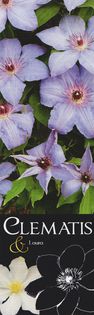 Clematis laura - Perenials