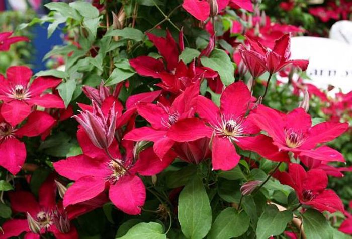 Clematis solidarnosc - Perenials