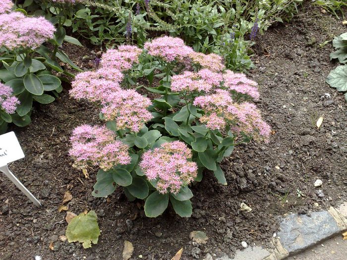 Sedum spectabile (ice plant)