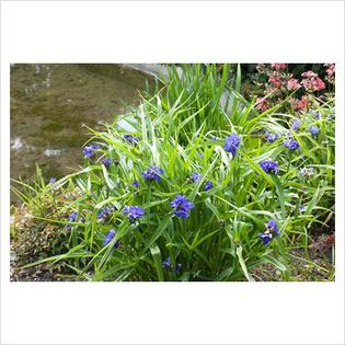 Tradescantia Blue Stone - Perenials