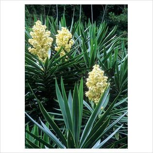 Yucca filamentosa (1)