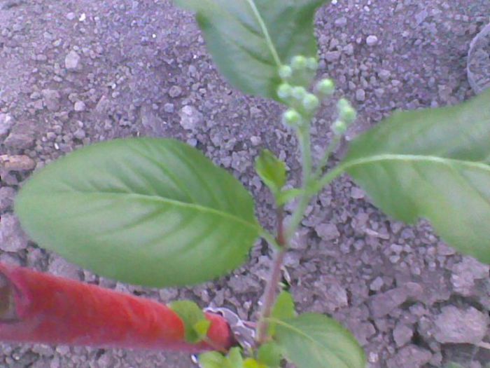 boboci de flori - Aronia scorus negru