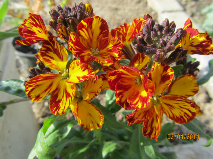 Erysimum chieri