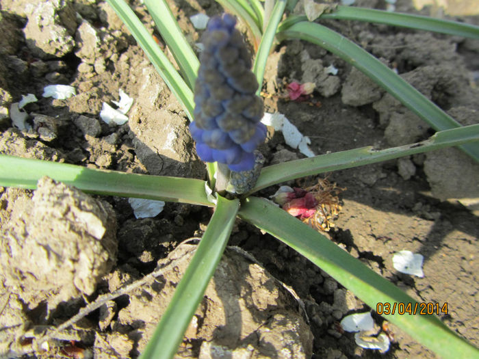 Muscari