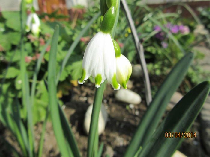 Leucojum - Flori de gradina-2014 Primavara