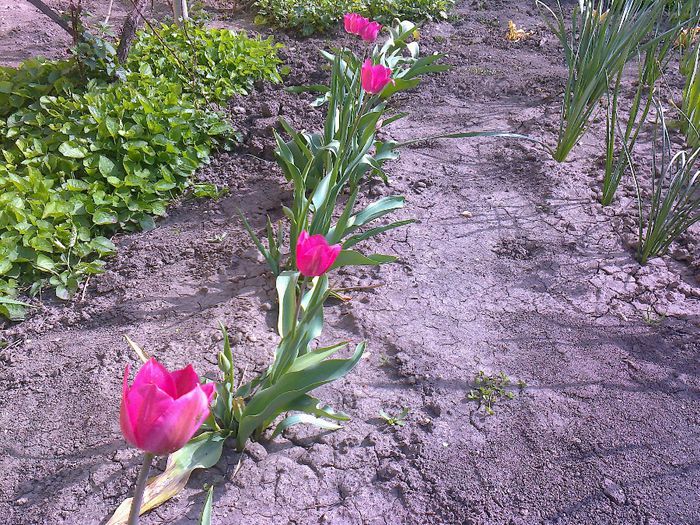Lalele roz - Flori de gradina